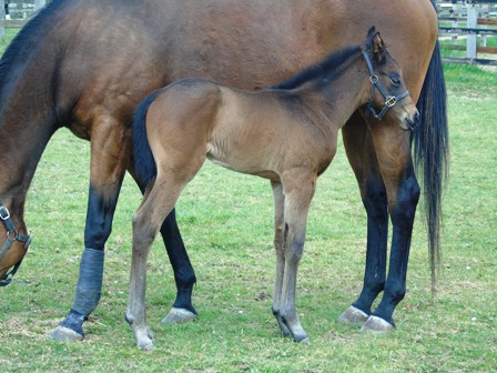 2019 colt by Equiano